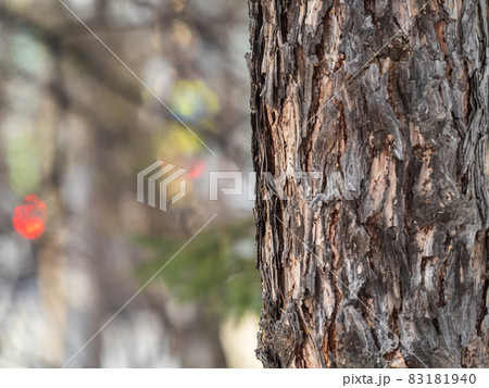 Old wood pine bark texture or background. 83181940