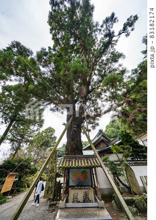 【第2番札所】極楽寺　長命杉【四国八十八箇所】 83182174