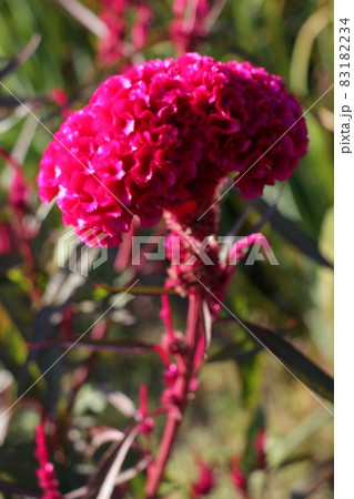 ケイトウ 83182234