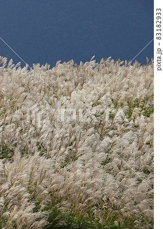 ススキの風景 曾爾高原 奈良県 ススキの風景 曾爾高原 奈良県 83182933