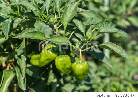 畑のピーマン 83183047