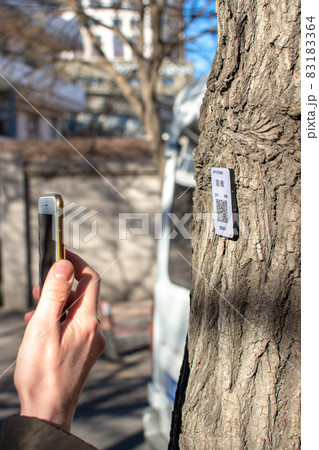 Smartphone scanning QR code on a tree to learn more about the tree specie Smartphone scanning QR code on a tree to learn more about the tree specie 83183364