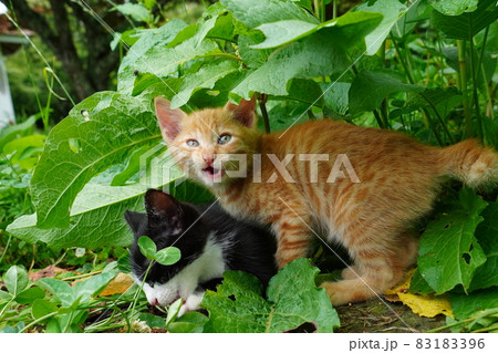 側溝の隙間で暮らす野良猫の家族 側溝の隙間で暮らす野良猫の家族 83183396