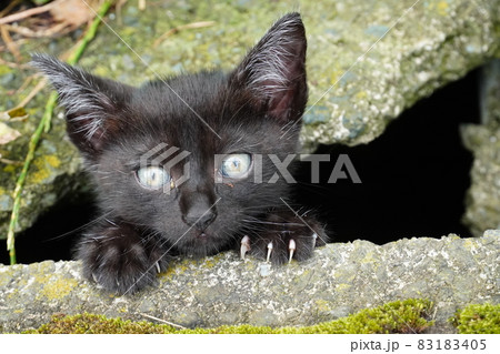 側溝の隙間で暮らす野良猫の家族 83183405