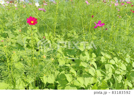コスモス　ハキダメギク 83183592
