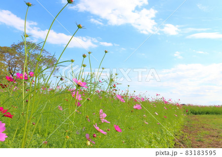 コスモス畑　青空　木 83183595