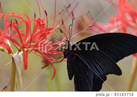 彼岸花 83183758