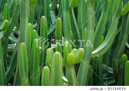 Cactus plant, Tenerife, Canary Islands . Cactus plant, Tenerife, Canary Islands . 83184634