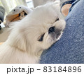 つぶれてかわいいペキニーズ　白い犬 83184896