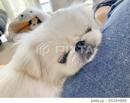 つぶれてかわいいペキニーズ 白い犬 つぶれてかわいいペキニーズ 白い犬 83184896