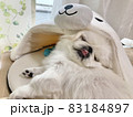 舌が出てかわいいペキニーズ　白い犬 83184897