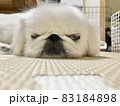 目を開けて寝るペキニーズ　白い犬 83184898