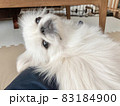 甘えるペキニーズ　白い犬 83184900