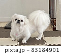 ペキニーズ　白い犬 83184901