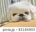 かわいい　拗ねる　ペキニーズ　白い犬 83184903