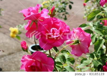 すてきに咲くピンクのバラ　秋の陽ざしを浴びて 83185139