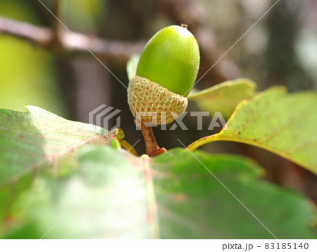 アラカシの碧いどんぐりの実と笠 殻斗 のクローズアップの写真素材