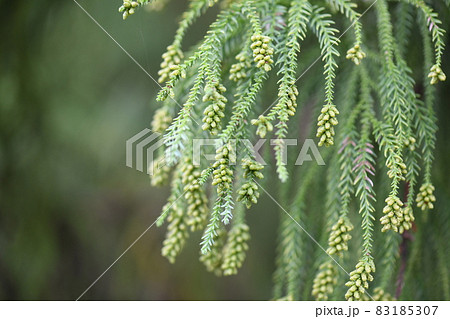 秋の杉と雄花（つぼみ） 83185307