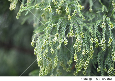 秋の杉と雄花（つぼみ） 83185308