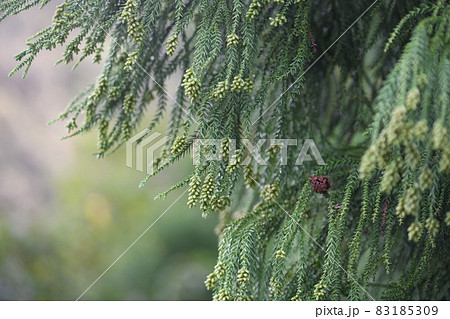 秋の杉と雄花(つぼみ) 秋の杉と雄花(つぼみ) 83185309