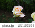 一輪の薔薇 83185354