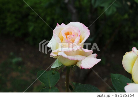 一輪の薔薇 一輪の薔薇 83185354