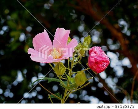 ピンクのフヨウ（芙蓉の開いた花と萎んだ花＆莟） 83185375