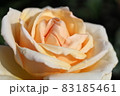 満開の薔薇 83185461