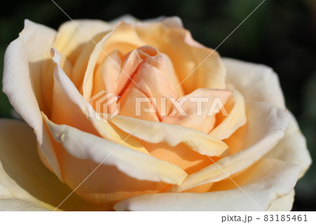 満開の薔薇 83185461
