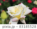 白い薔薇 83185528