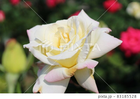白い薔薇 83185528