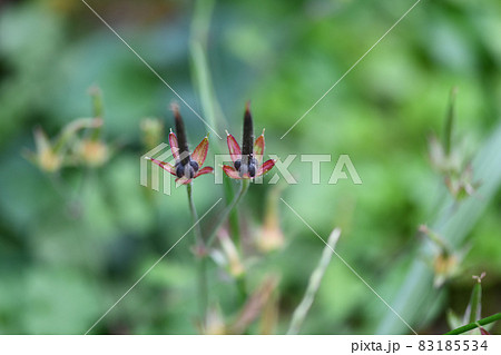 ゲンノショウコ（現の証拠）の果実・種子 83185534