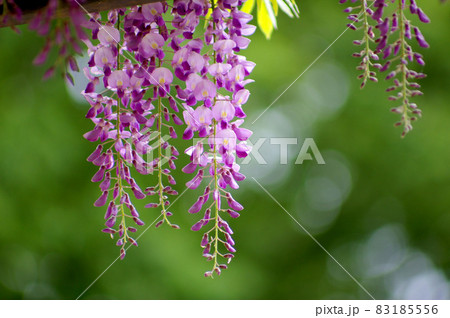 公園に咲く神秘的な藤の花 83185556