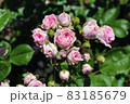 ピンクの薔薇 83185679