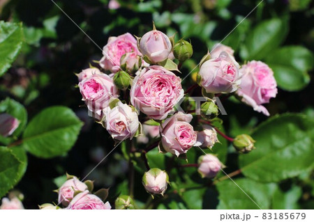 ピンクの薔薇 83185679
