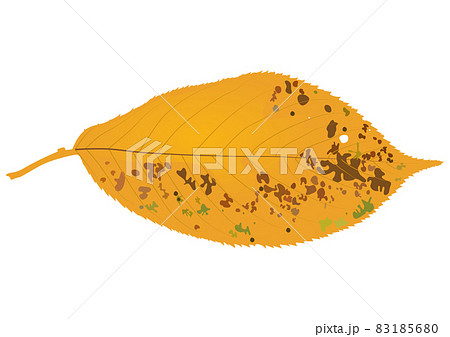 「紅葉した落ち葉」黄 「紅葉した落ち葉」黄 83185680