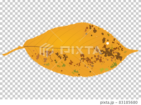 「紅葉した落ち葉」黄 「紅葉した落ち葉」黄 83185680