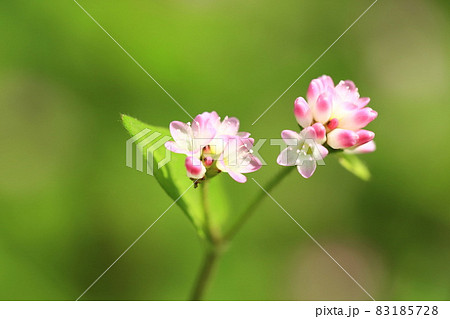 金平糖の花 83185728