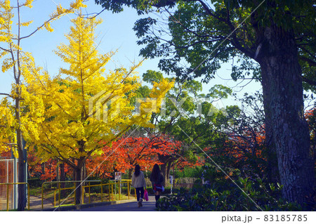 秋の紅葉狩りをする女の子 83185785