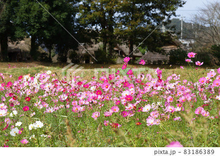 沖田遺跡公園のコスモス畑(赤穂市) 沖田遺跡公園のコスモス畑(赤穂市) 83186389