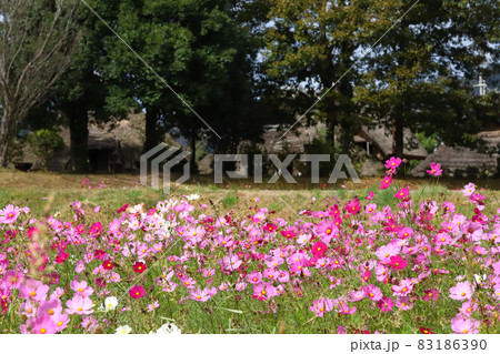 沖田遺跡公園のコスモス畑（赤穂市） 83186390