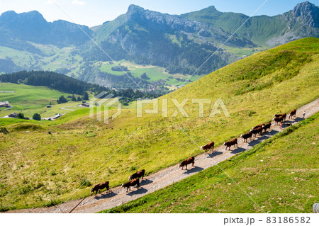 Cows in a mountain field. La Clusaz, France 83186582