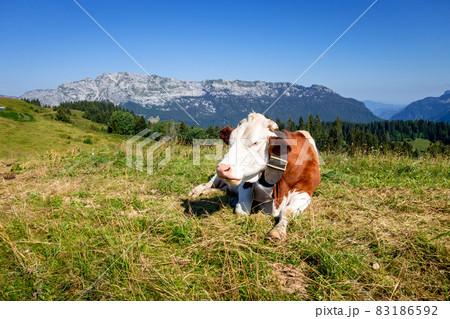 Cows in a mountain field. La Clusaz, France 83186592