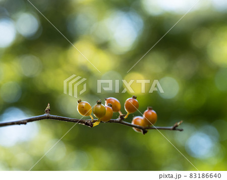 かわいいヤブサンザシの実 83186640