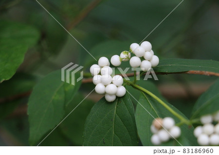 白色の実をつけるシロミノコムラサキ 83186960