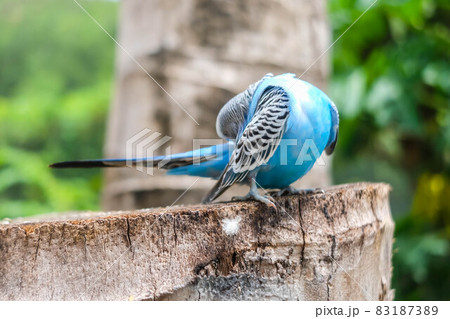 Blue bird is standing on the tree. 83187389