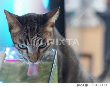 cute short hair young asian kitten cats black and white stripes as house pet drinking water from the top of small glass aquarium indoor cute short hair young asian kitten cats black and white stripes as house pet drinking water from the top of small glass aquarium indoor 83187464