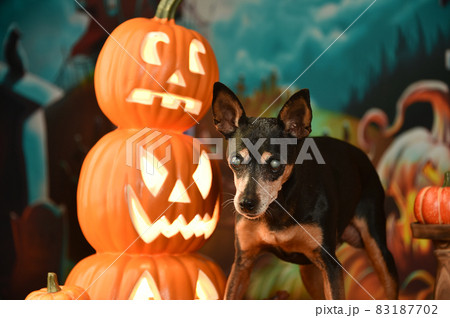 ハロウィンのセットでおすましするシニアのミニチュアピンシャー 83187702