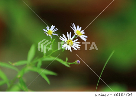 野紺菊 野紺菊 83187754