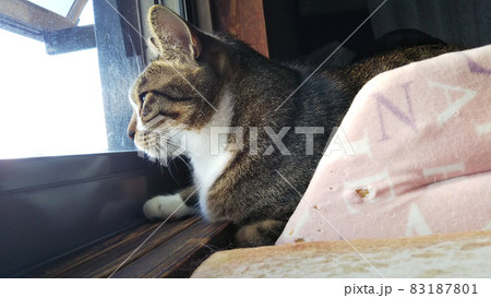 窓の外を見る猫　キジシロ　写真 83187801
